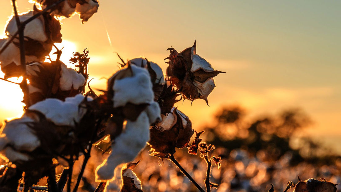 Champ de coton au coucher du soleil avant la transformation des fibres textiles